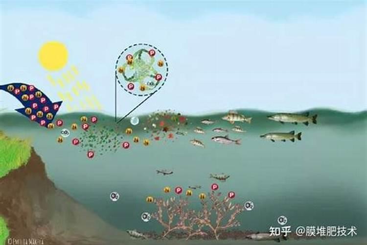 水体富营养化污染的概念产生原因危害及过程