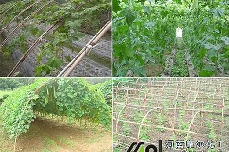 斤水溶肥兑多少水,水溶肥如何使用效果才好