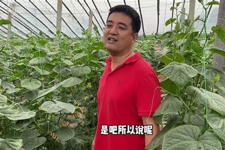 油葵有机化肥种菜好吗安全吗？