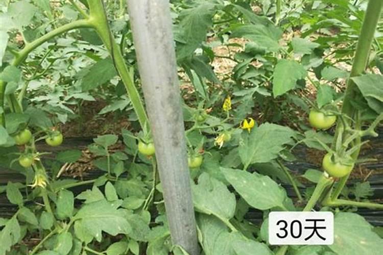 秋茬番茄定植后,怎么做可以防病促产结果多？