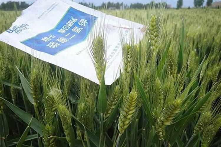 小麦叶面肥有哪些信阳？