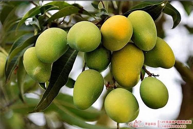 还有果树秋季施肥用什么肥料好？