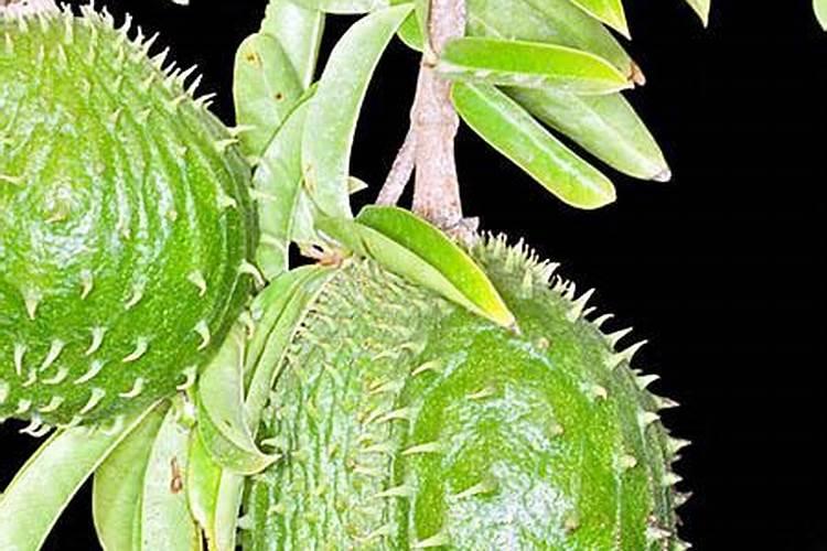 温州番荔枝氮磷肥养花的使用方法和用量？