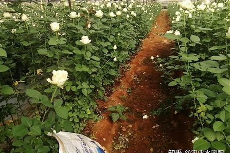 七里香水溶肥正规厂家有哪些品牌好南宁？
