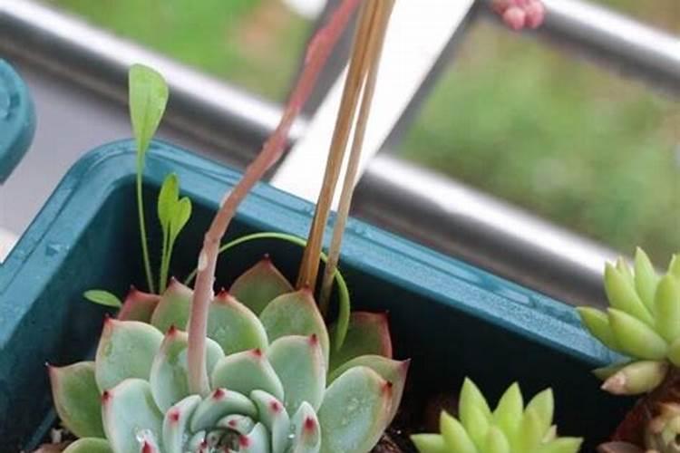 多肉开花了怎么施肥