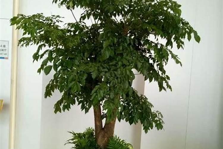 富贵树怎么施肥