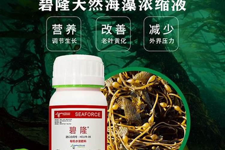 植物海藻浓缩液可以养花吗？