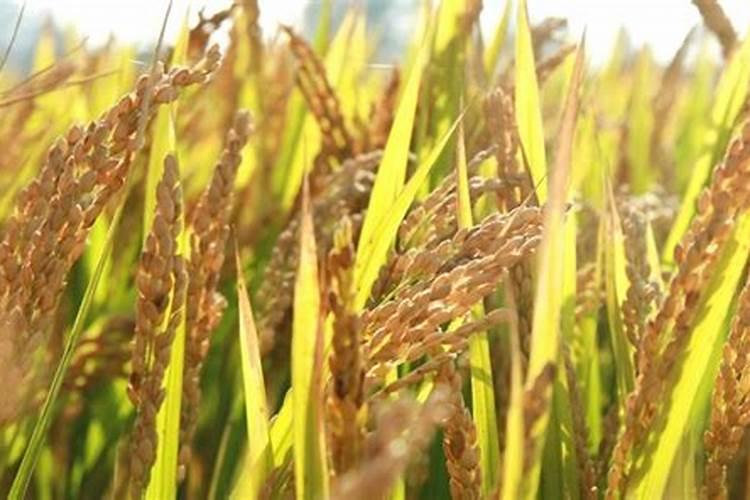 阜阳富硒肥是什么肥料做的好？