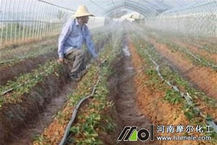 水溶肥多久能吸收