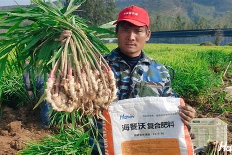 2025颗粒水溶肥怎么使用效果好？
