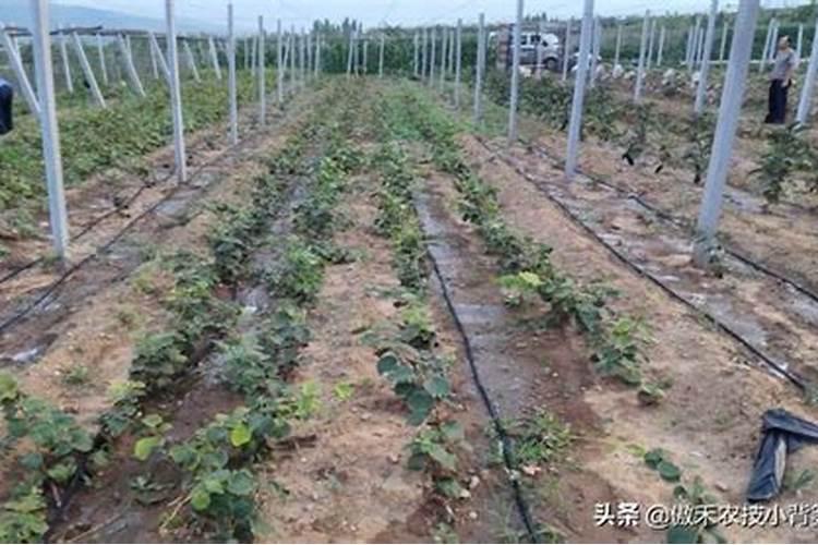 矿源黄腐酸钾的用量与用法果树