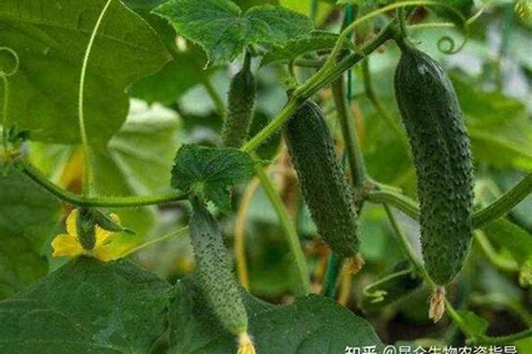 黄瓜矿源黄腐酸钾最佳使用方法？