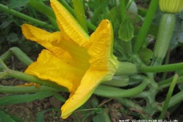 西葫芦地上什么肥料长的快