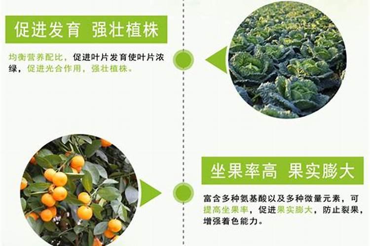猕猴桃微生物肥料的主要功效临汾