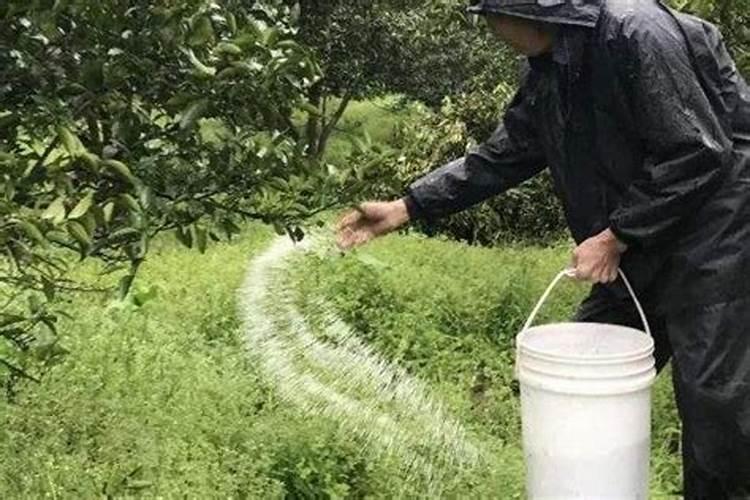 柚子苗栽后发芽能施钙镁磷肥吗麻城？
