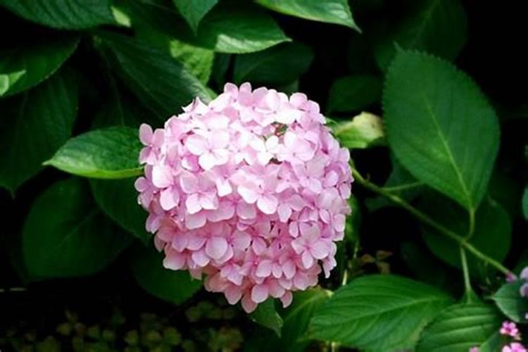 海藻肥怎么样八仙花？