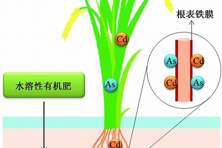 固原水溶肥肥效能维持多长时间？