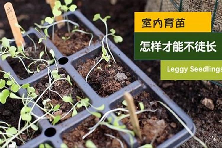 蔬菜徒长危害大,如何才能有效防徒长？