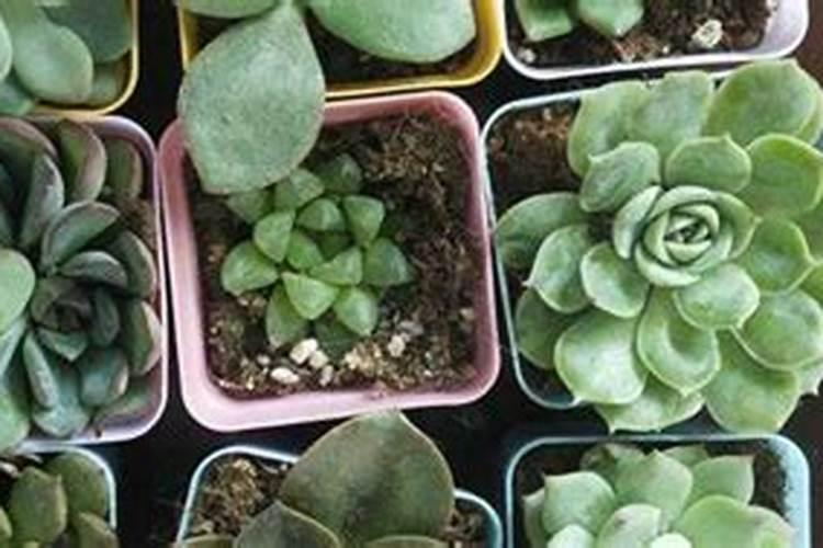 多肉怎么施肥才能更旺盛