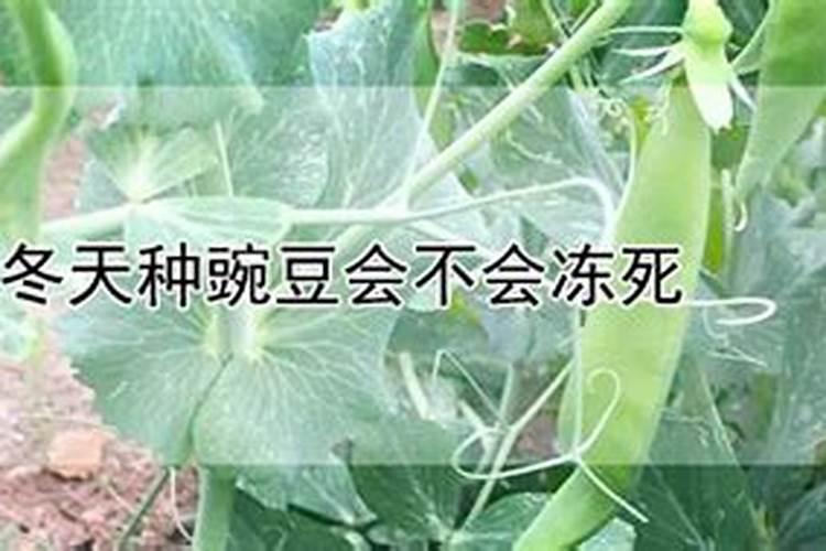 请教菌肥在冬天会不会冻死啊？