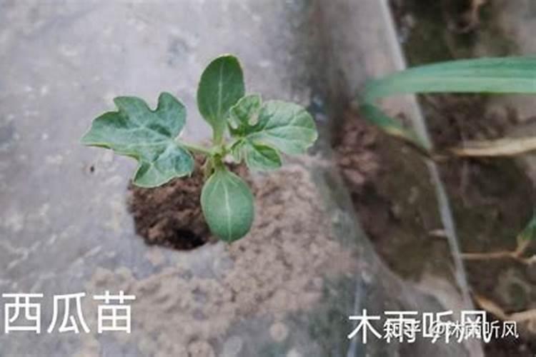 西瓜苗用什么肥料生根快西瓜苗几月份开始育苗