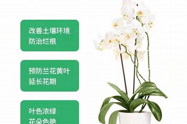 兰花专用控释肥用水为什么泡不化