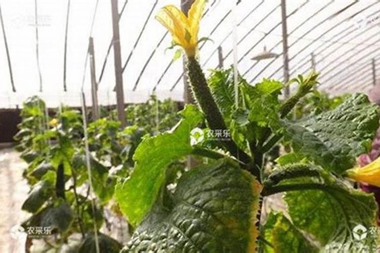 黄瓜瓜打顶花打顶怎么办才好!