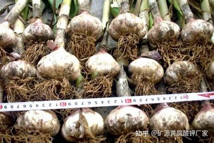 大蒜追肥一般用什么肥料