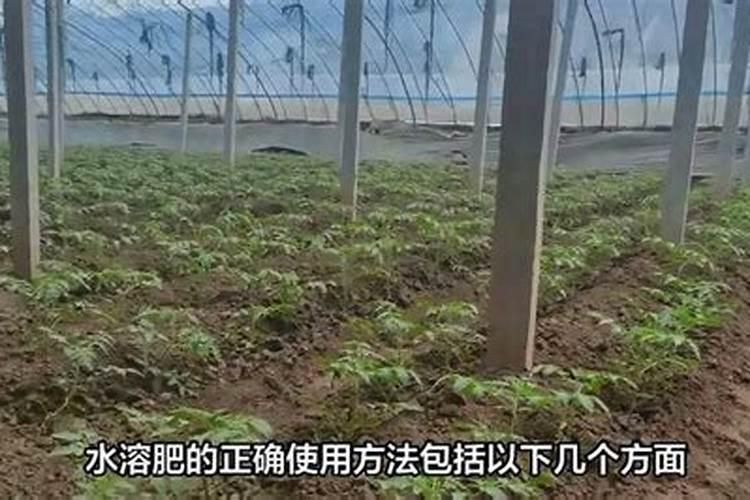 水溶肥的正确使用方法果树？
