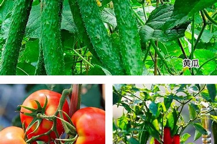 瓜果蔬菜叶面肥的正确使用方法(什么时候打叶面肥好)