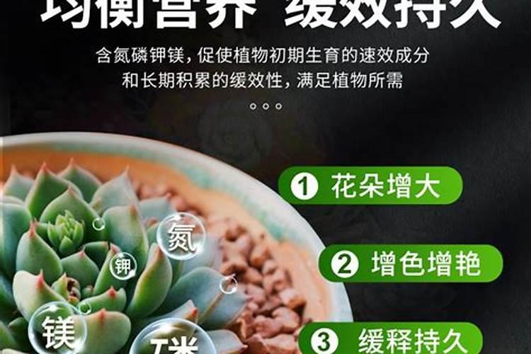 多肉专用缓释肥推荐？