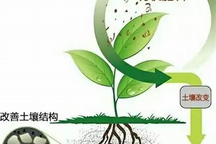 四会生物有机肥的作用和功效小麦