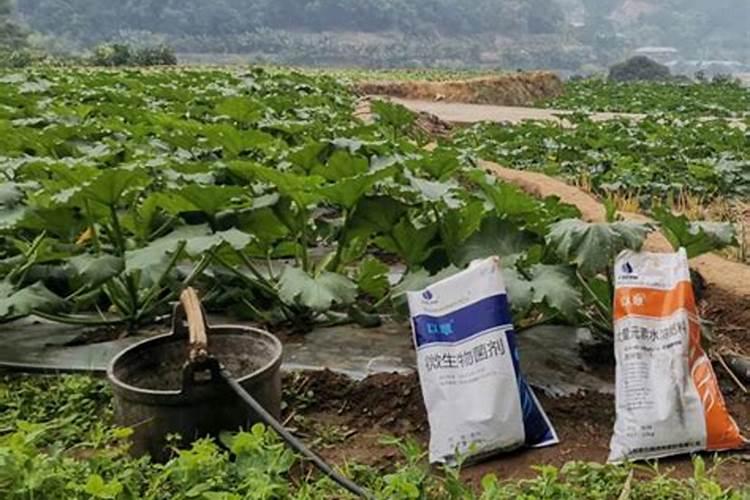 水溶肥效果可靠吗2025？