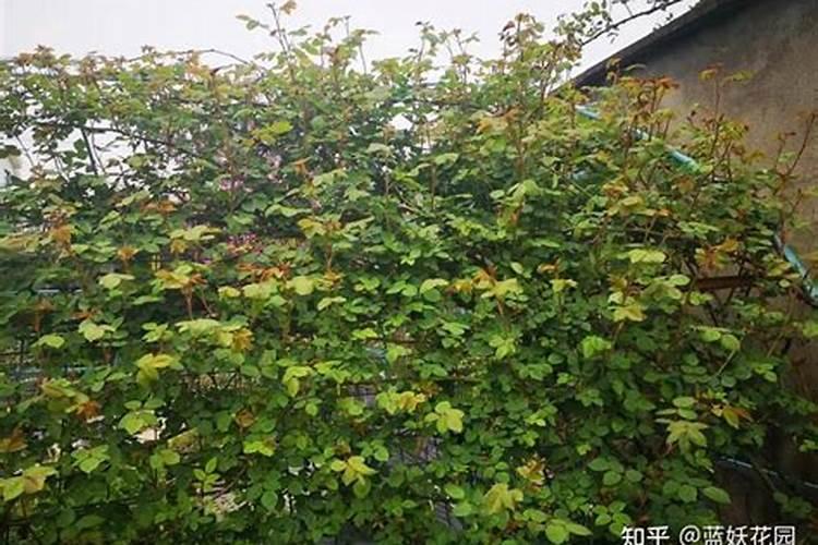 大连叶面肥多久喷一次蓝莓？