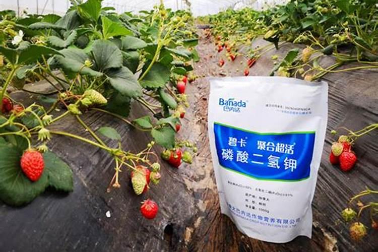 草莓高钾肥的使用方法