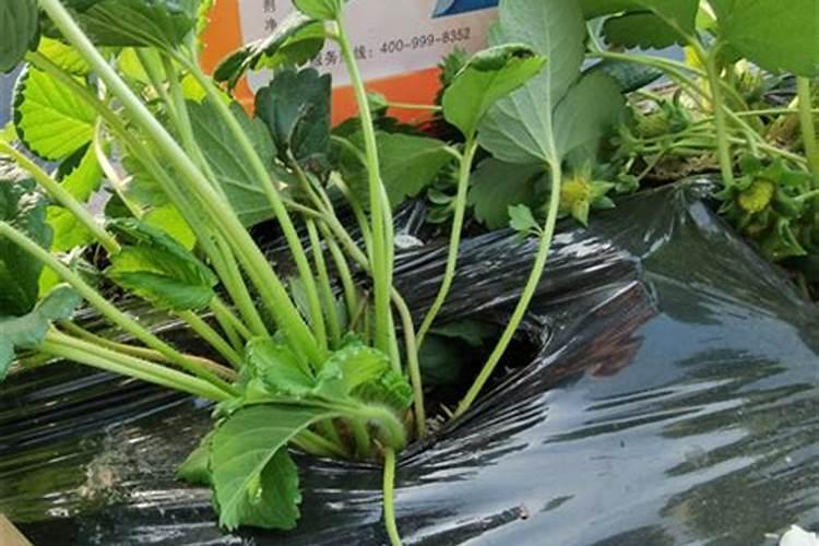 水溶肥正规厂家电话是多少号的？