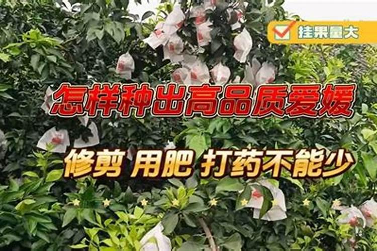 番荔枝微生物菌剂怎么用最好眉山？