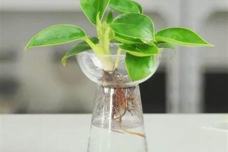 微生物菌剂水培植物能用吗