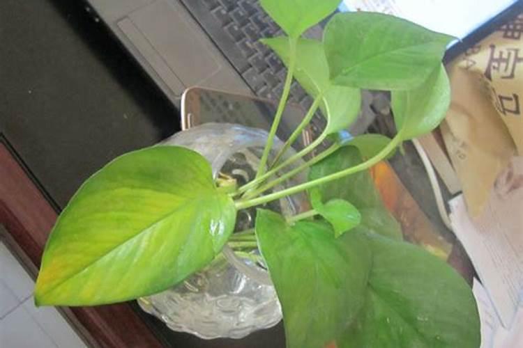 绿萝烂茎烂叶怎么办