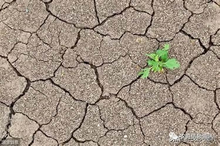 瓜叶菊海藻肥是酸性还是碱性土壤？
