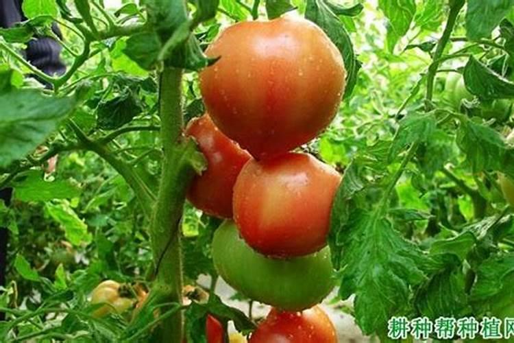 番茄什么时候追肥最合适
