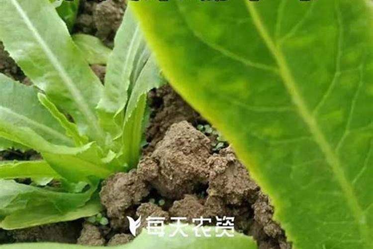 叶面肥浇花怎么使用