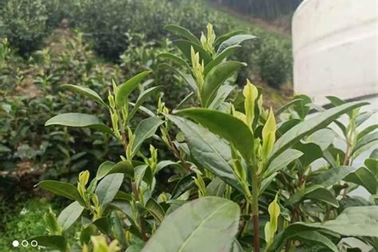 磷酸二氢钾用在茶叶上作叶面施肥多久可以采摘