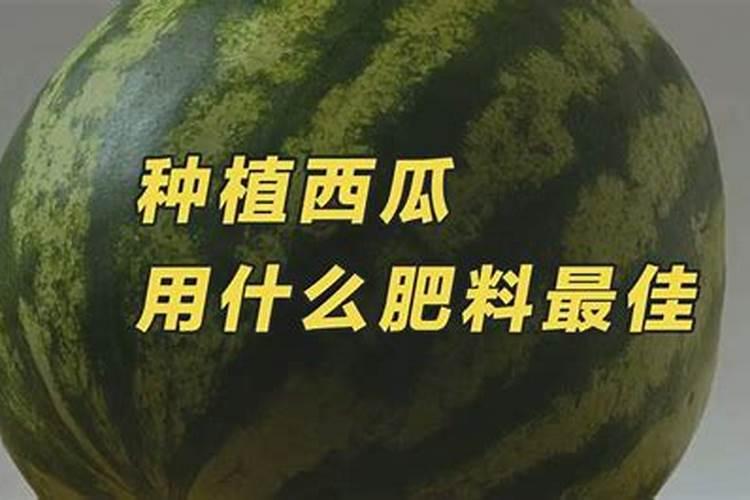 种植西瓜用什么肥料最佳