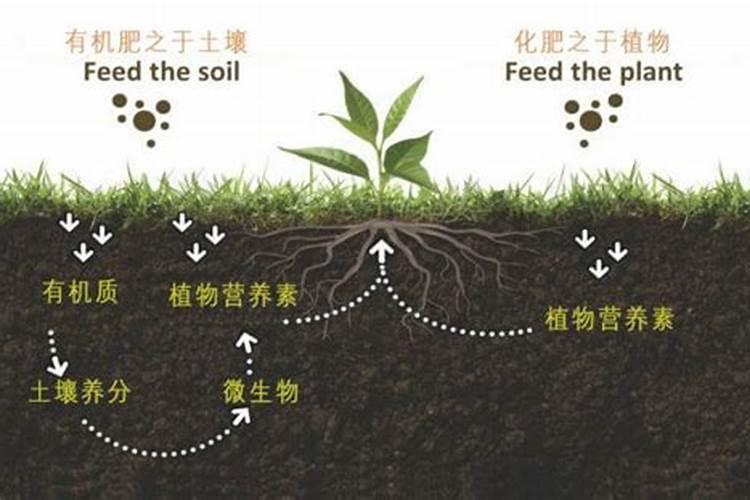 有机化肥是有机物吗为什么没有？