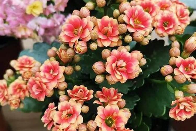 养的花一般用什么肥料？