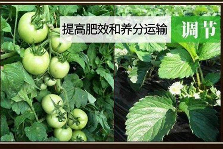 大头菜矿源黄腐酸钾什么时候用葡萄酸？