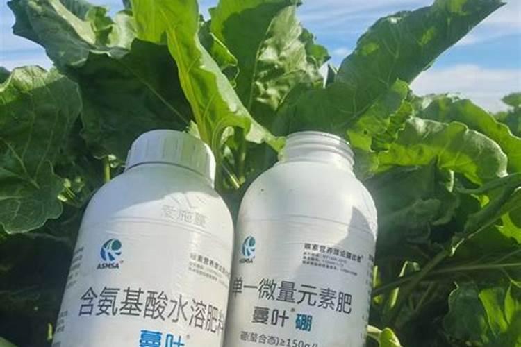 2025氨基酸叶面肥坏处有哪些沧州？