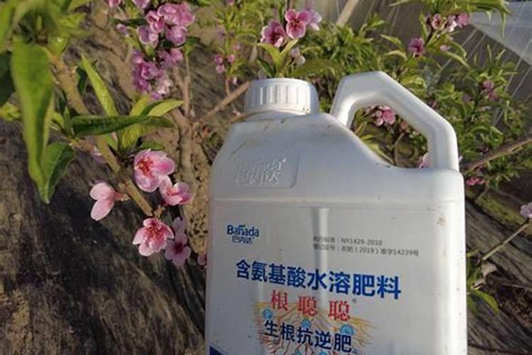 小木槿微生物菌剂有生根作用吗为什么？