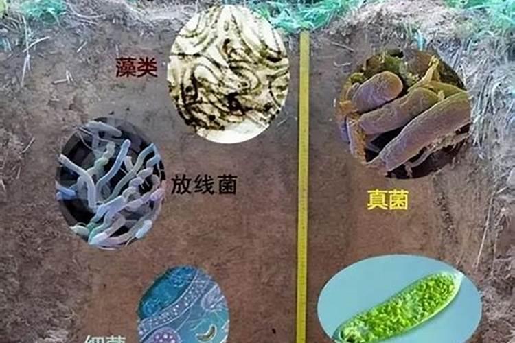 生物肥料前景如何永城？
